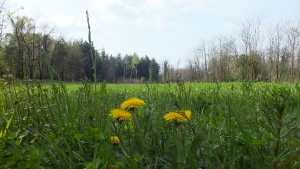 primavera 3